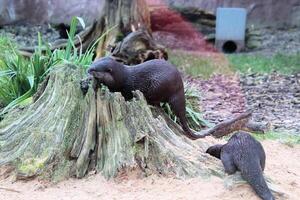 ein schließen oben von ein Otter foto