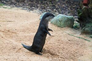 ein schließen oben von ein Otter foto