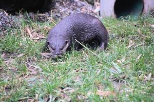 ein schließen oben von ein Otter foto