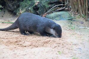 ein schließen oben von ein Otter foto