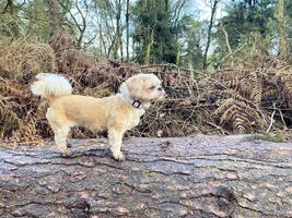 ein Hund auf ein Log im das Landschaft foto