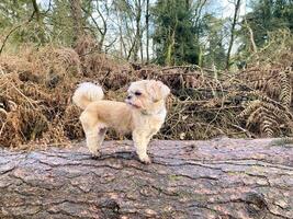 ein Hund auf ein Log im das Landschaft foto