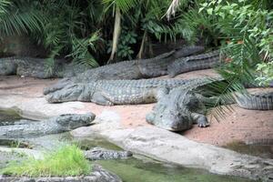 ein Aussicht von ein Alligator im Florida foto