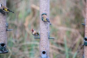 ein Aussicht von ein Stieglitz auf ein Vogel Feeder foto