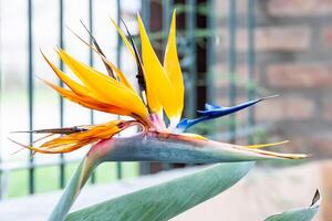 Pflanze Vogel von Paradies im das Garten von ein Haus. foto