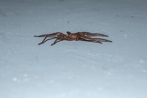 Spinne asthenoctenus Borellii auf ein Innere Mauer von ein Haus im Córdoba, Argentinien. foto