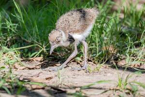 vanellus chilensis Küken suchen zum Essen von das Boden. foto