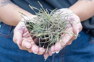 klein Luft Pflanze namens Tillandsia im das Hände von ein Frau. foto