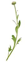 Grün Stengel von Chrysantheme mit Weiß ungeblasen Knospe foto
