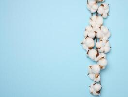 Baumwollblume auf blauem Papierhintergrund, Overhead. Minimalismus-Flat-Lay-Komposition foto