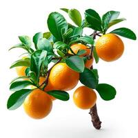 ai generiert Clementinen, Zitrusfrüchte Früchte auf Weiß isoliert Hintergrund - - ai generiert Bild foto