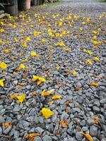 Gelb Blumen fallen auf Steine im das Garten foto