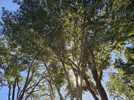 Strahlen von Sonnenlicht Vorbeigehen durch Geäst und Blätter von Bäume im das Wald im Napa Kalifornien foto