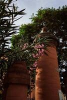 ein Terrakotta Torpfosten im ein Italienisch Stadt ist verschlungen mit Rosa Blumen foto