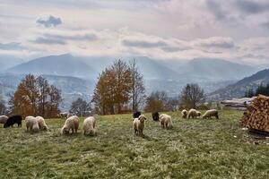 Schaf Weiden lassen im das Senke gegen das Hintergrund von Herbst Berge foto