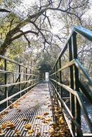 ein eng Metall Brücke Über das Fluss bedeckt im gefallen Blätter im das Morgen Licht foto
