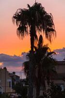 Palme Baum auf Hintergrund von Abend Sonnenuntergang. foto