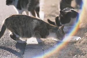 streunend Katze Essen Katze Essen beim Sonnenuntergang foto