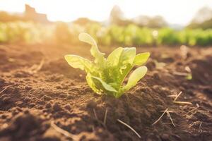 ai generiert Kartoffeln sind gewachsen im Landwirtschaft. Betten von jung Kartoffeln. Gemüse Ernte. Garten Frühling, sonnig Wetter. Natur und Himmel. neural Netzwerk ai generiert foto