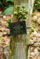 singapur Gardens im Asien foto