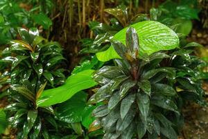 singapur Gardens im Asien foto