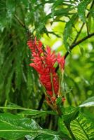 singapur Gardens im Asien foto