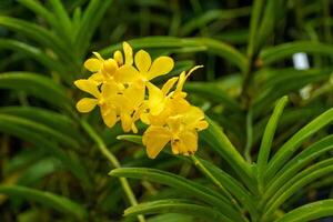 Garten im singapur foto