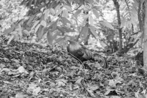 Garten im singapur foto