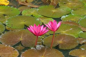 singapur Gardens im Asien foto