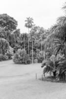 Garten im singapur foto