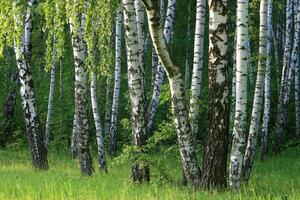 Birke Bäume im ein Sommer- Wald foto