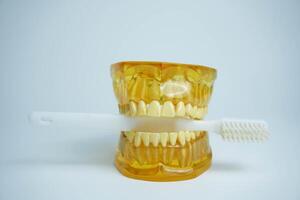 Zahnersatz mit ein Zahnbürste auf ein Weiß Hintergrund.oberer und niedriger Kiefer mit falsch Zähne. Zahnersatz oder falsch Zähne, Nahansicht. foto