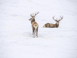 Hirsch im das Schnee Winter Panorama Landschaft foto