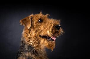 Porträt von ein airedale Terrier im Nahansicht. foto