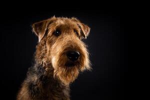 Porträt von ein airedale Terrier im Nahansicht. foto