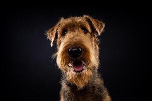 Porträt von ein airedale Terrier im Nahansicht. foto