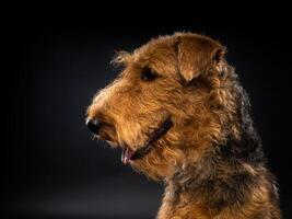 Porträt von ein airedale Terrier im Nahansicht. foto