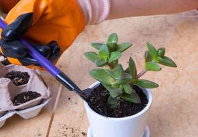 Hände im Garten Handschuhe Pflanzen Sukkulenten im Neu Blume Töpfe. das Prozess von Zuhause Gartenarbeit foto