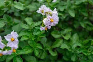 Kartoffel Pflanze mit lila Blumen und Grün Blätter. Solanum Tuberosum foto