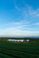 Teeplantage auf dem Berg am Morgen foto