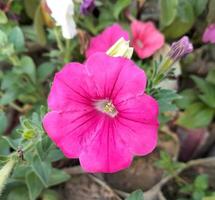 schön Blühen Blume im Garten foto