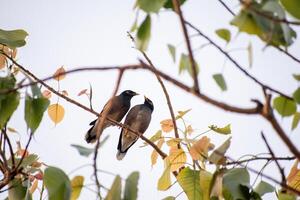 ein paar vögel foto