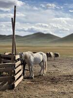 Pferde und stabil, Mongolei foto