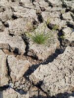 oben Aussicht von das trocken Feld mit etwas klein Grün Pflanzen foto