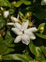 Nahaufnahme von Jasminblüten in einem Garten foto