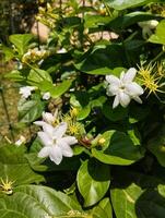 Nahaufnahme von Jasminblüten in einem Garten foto