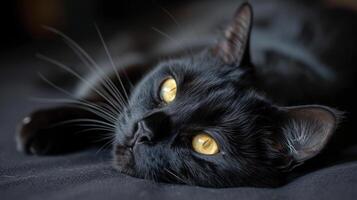 ai generiert ein glatt schwarz Katze Lounges anmutig, es ist Blick Piercing durch das Linse mit ein Sinn von Geheimnis foto