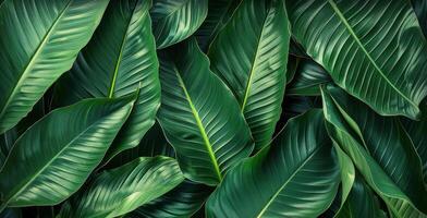 ai generiert das Konzept von Spathiphyllum Kannifolium, mit ein Grün abstrakt Textur mit ein Weiß Rahmen foto