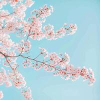 ai generiert zart Kirsche Blüten im voll blühen gegen ein klar Blau Himmel symbolisieren das flüchtig Schönheit von Frühling foto