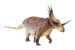 Styracosaurus Dinosaurier auf isoliert Hintergrund foto